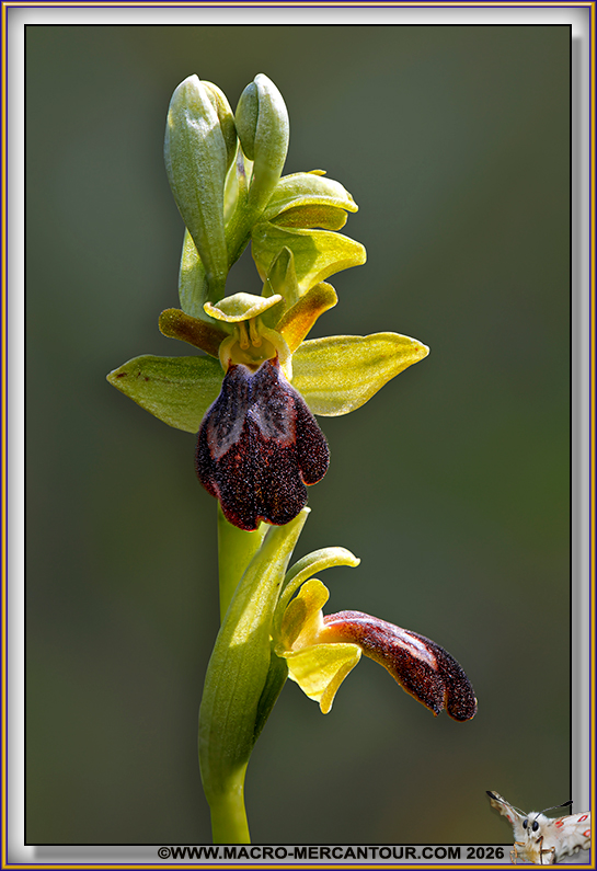 Ophrys des lupercales
